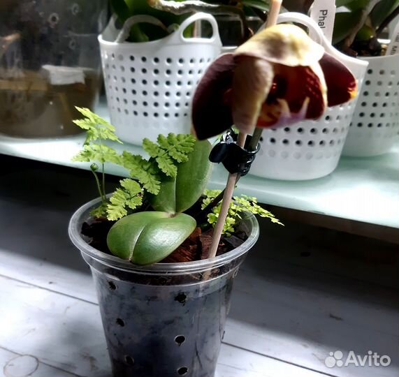 Орхидея Фантом (детка, цветет)