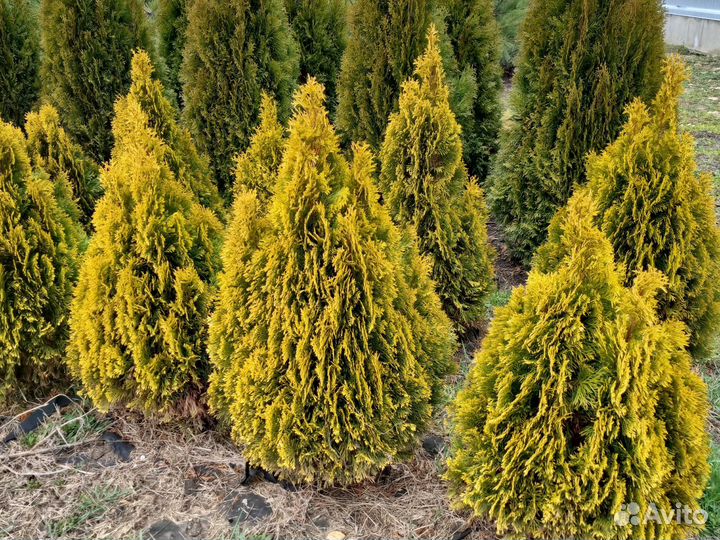 Туя западная Голд Смарагд
