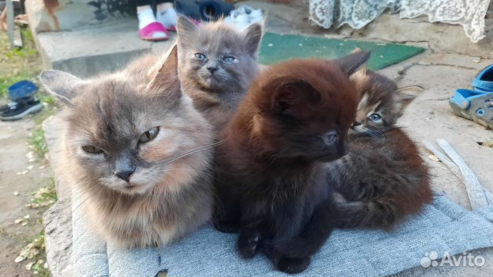 Отдам в добрые руки 3кошечки,ласковые игривые