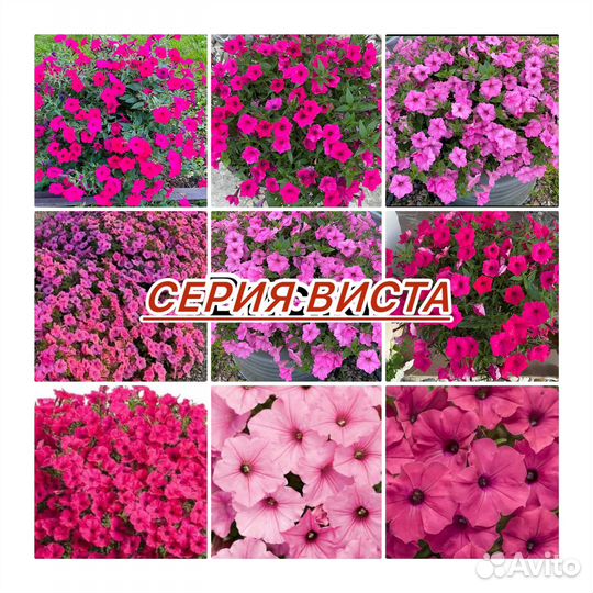 Цветы для сада