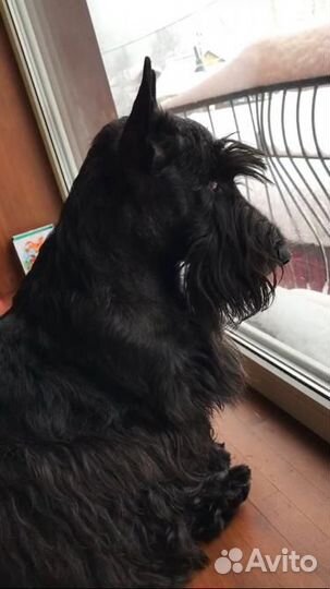 Скотч терьер