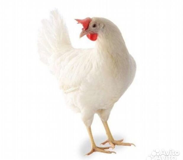 Несушки Супер Ник (белые)