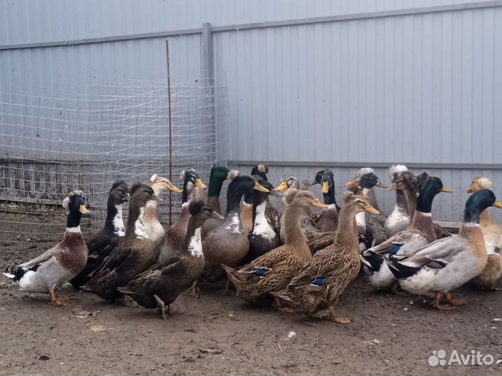 Утки хохлатые