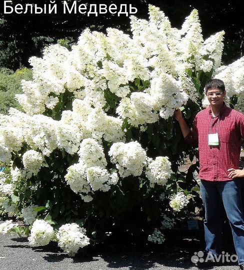 Гортензия метельчатая Скайфолл и др