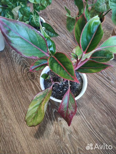 Аглаонема крит