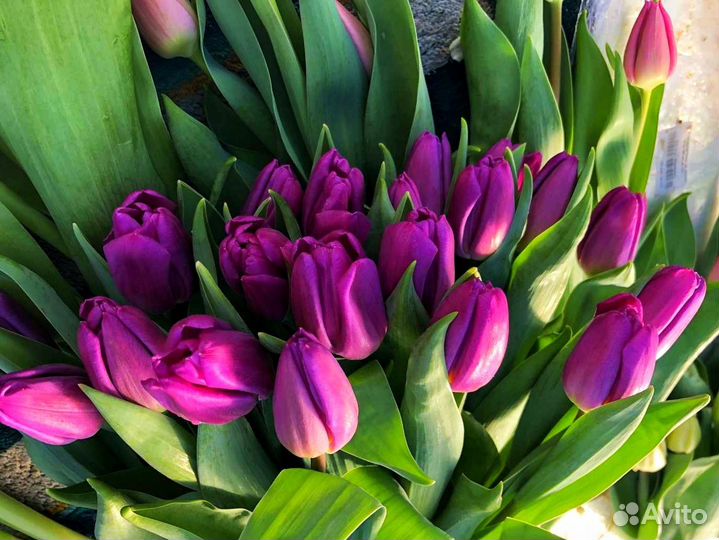 Тюльпаны оптом к 8 марта