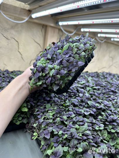 Микрозелень