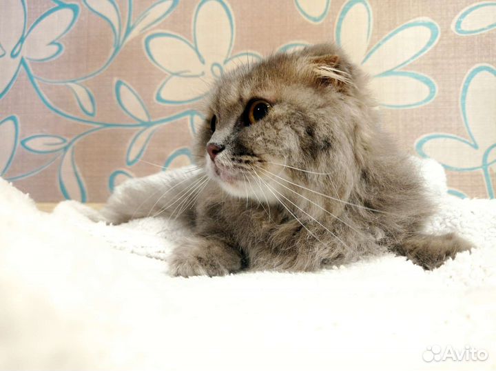 Кошка в дар