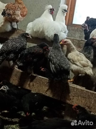 Цыплята подрощенные