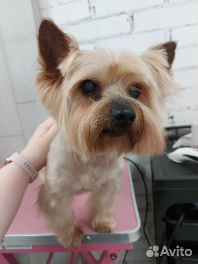 Модель на груминг (собаки/кошки)