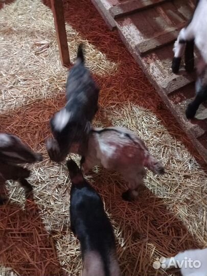 Нубийские козы козлы козлята