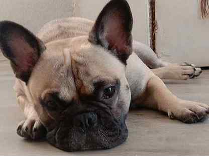 Щенок московской сторожевой 2 месяца. Артемовский приют для собак. Беспородные собаки фото. Собаки богданович. Собаки богданович.