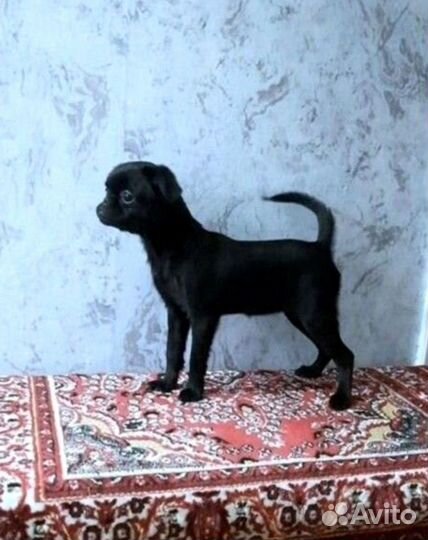 Пти брабансон девочка