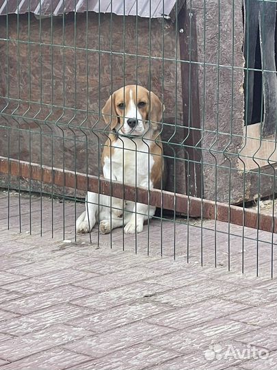 Кобель вязка бигль