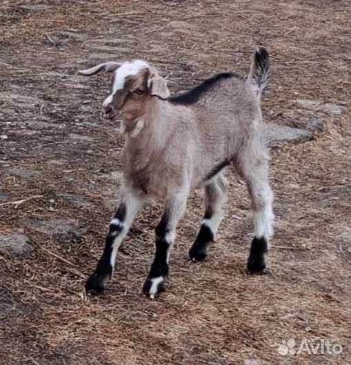 Продается козлик