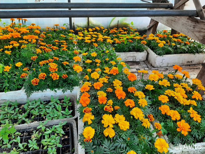 Рассада цветов, петуния и другие