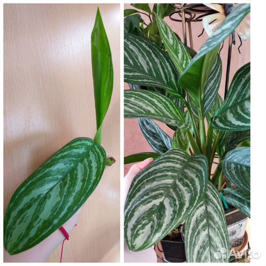 Аглаонема Грин Сан, Роял Даймонд, Страйпс