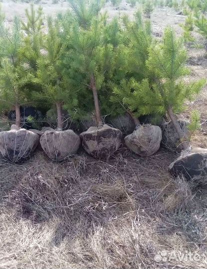 Сосна обыкновенная