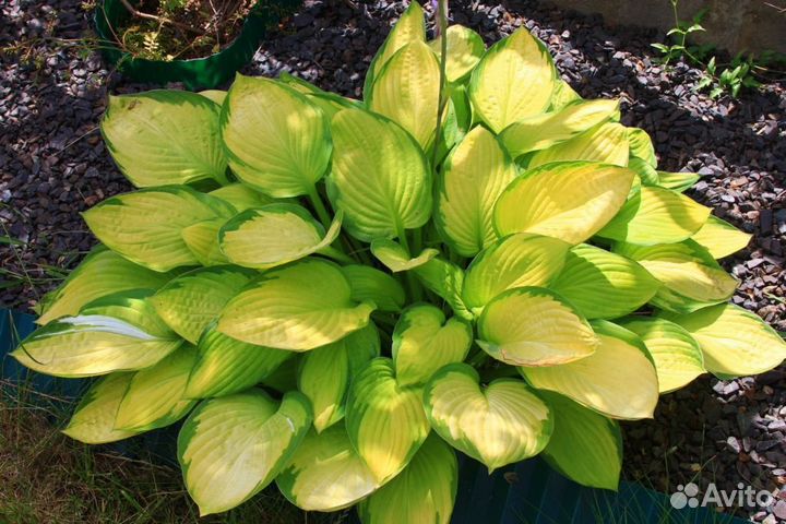 Хосты, астильбы, лилейник и др многолетники