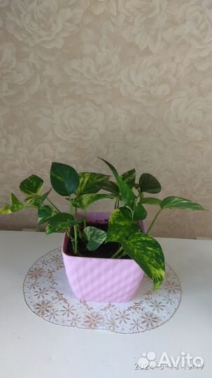 Сциндапсус