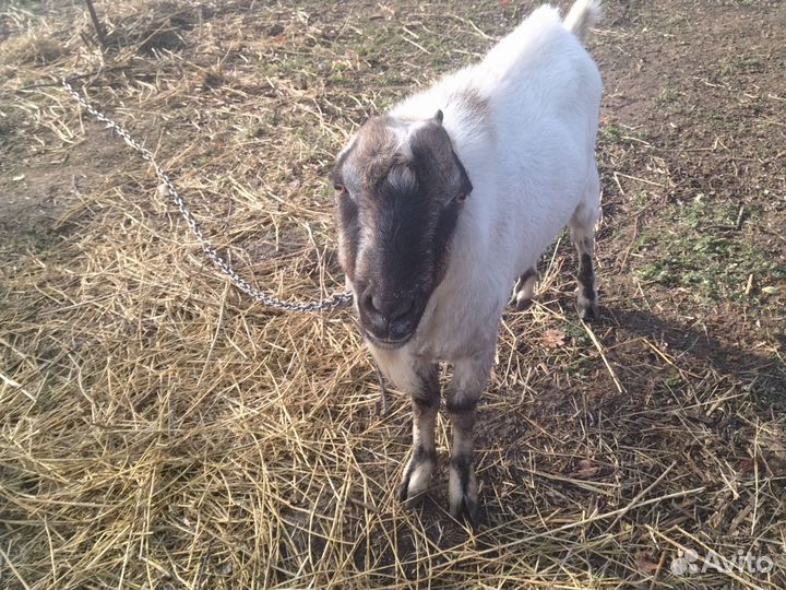 Козел ламанча, коза дойная