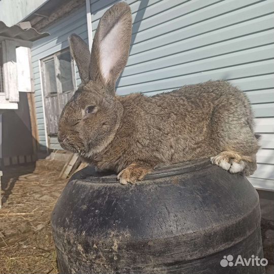 Кролики порода фландр