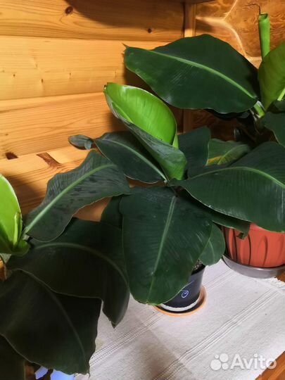 Банановая пальма