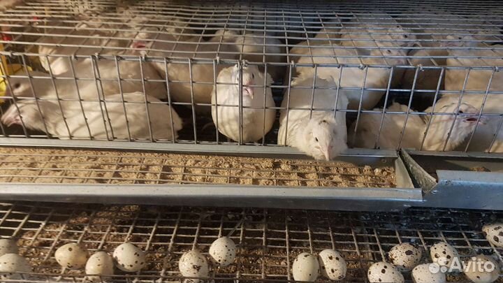 Инкубационное яйцо техасского мясного перепела