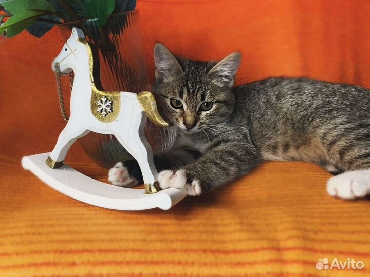 Котята, кошки, коты табби полосатики в добрые руки