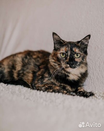 Кошка Марта окрас черепашка