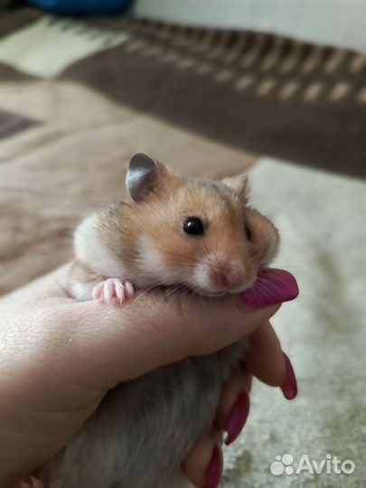 Сирийские хомячки с голландским геном - крупные