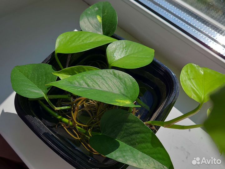 Сциндапсус