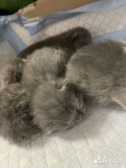 Шотландские котята