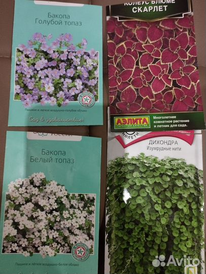 Рассада цветов