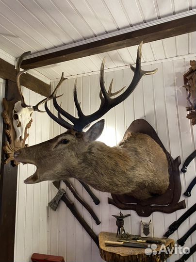 Чучело оленя на реву,кабанов,лосей,косуль