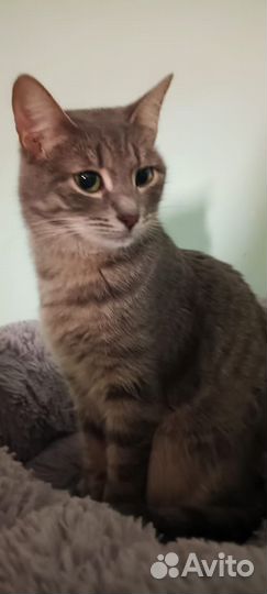 Красавица ждёт семью