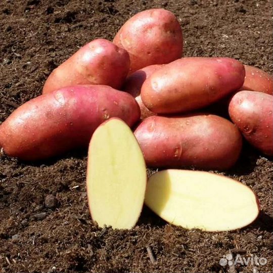 Картофель свежий молодой с доставкой до дома