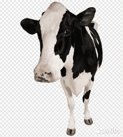 Голштинская чёрно белая корова