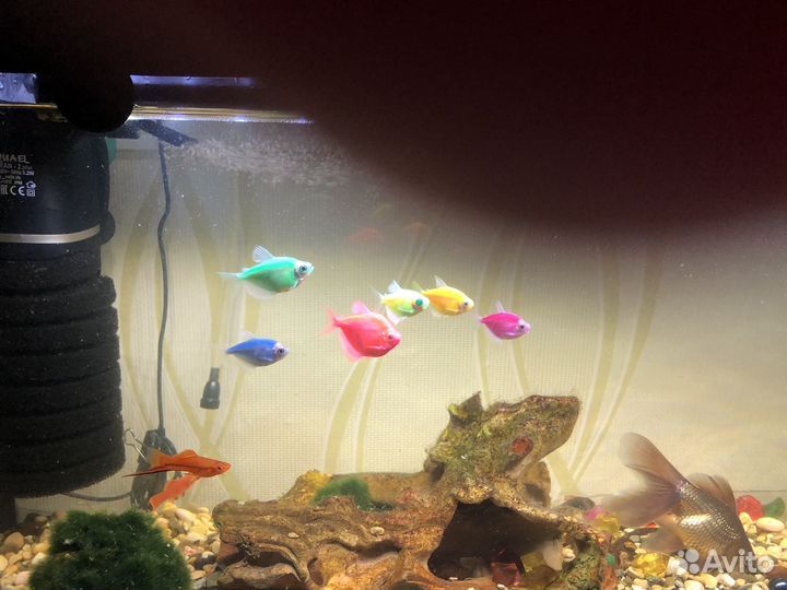 Аквариум с рыбками