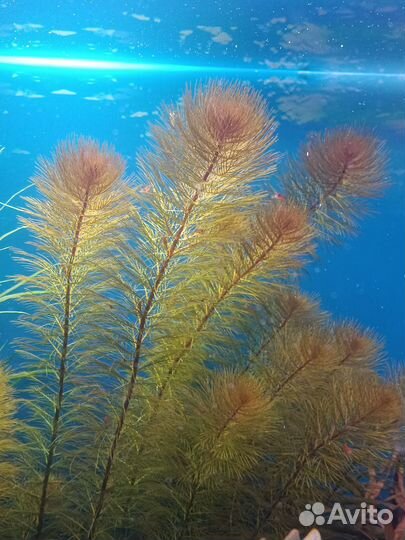 Аквариумные растения