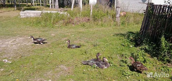 Мускусные утки