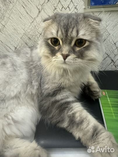 Шотландская вислоухая кошка бесплатно