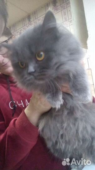 Британская кошка