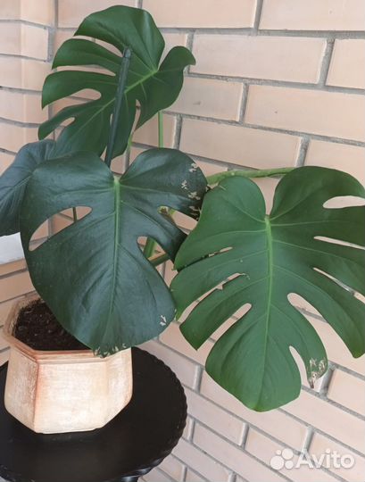 Монстера взрослое растение
