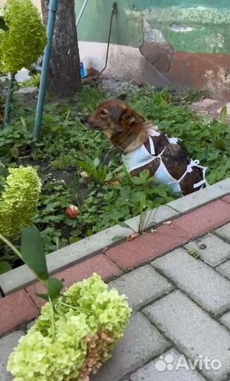 Собака в добрые руки