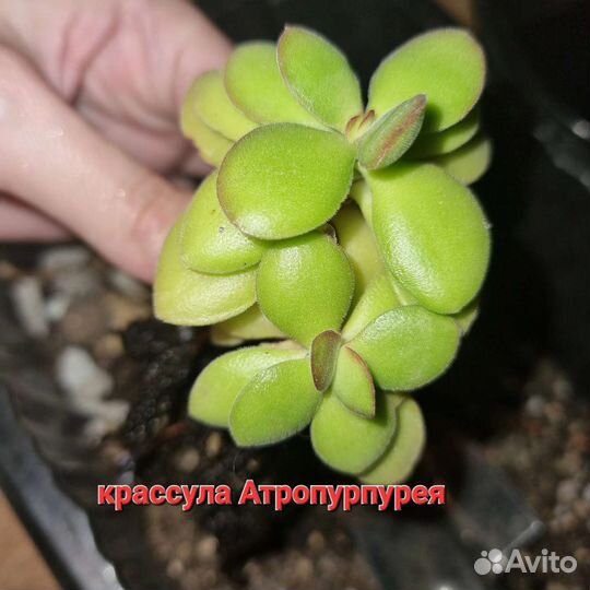 Суккуленты