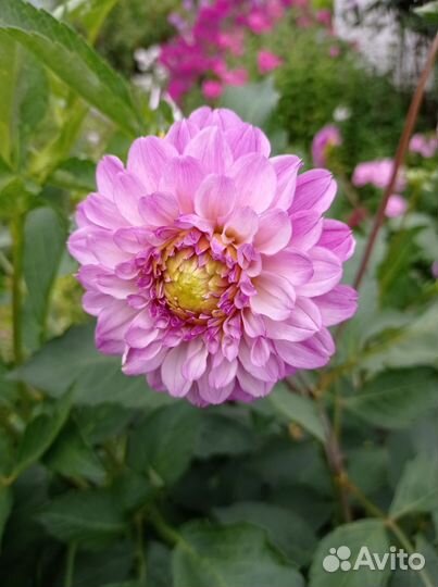 Георгины клубни