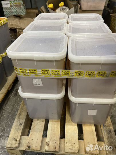 Оптом свежий липовый мед