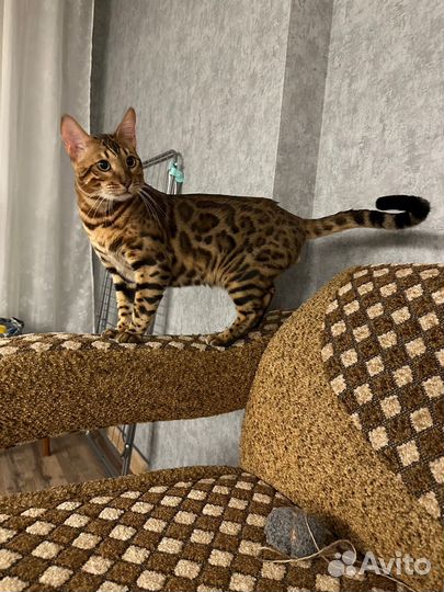 Бенгальский кот на вязку