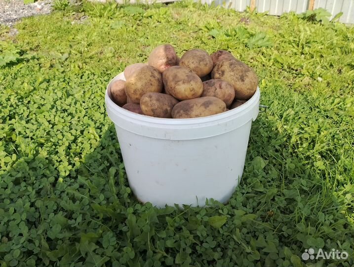 Продам картофель